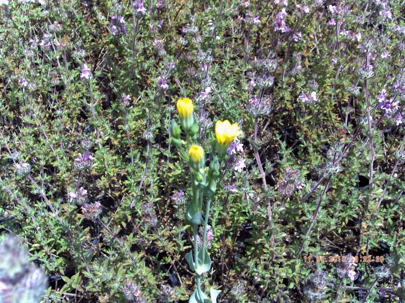 Blackstonia perfoliata